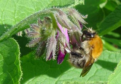 Ackerhummel; Foto: Frank Hornig